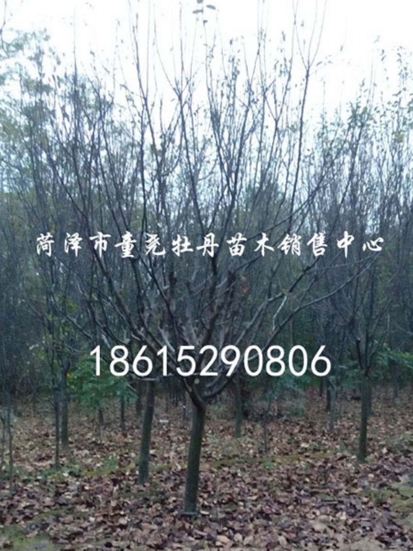 點擊查看詳細信息<br>標題：木瓜樹休眠期 閱讀次數：1269