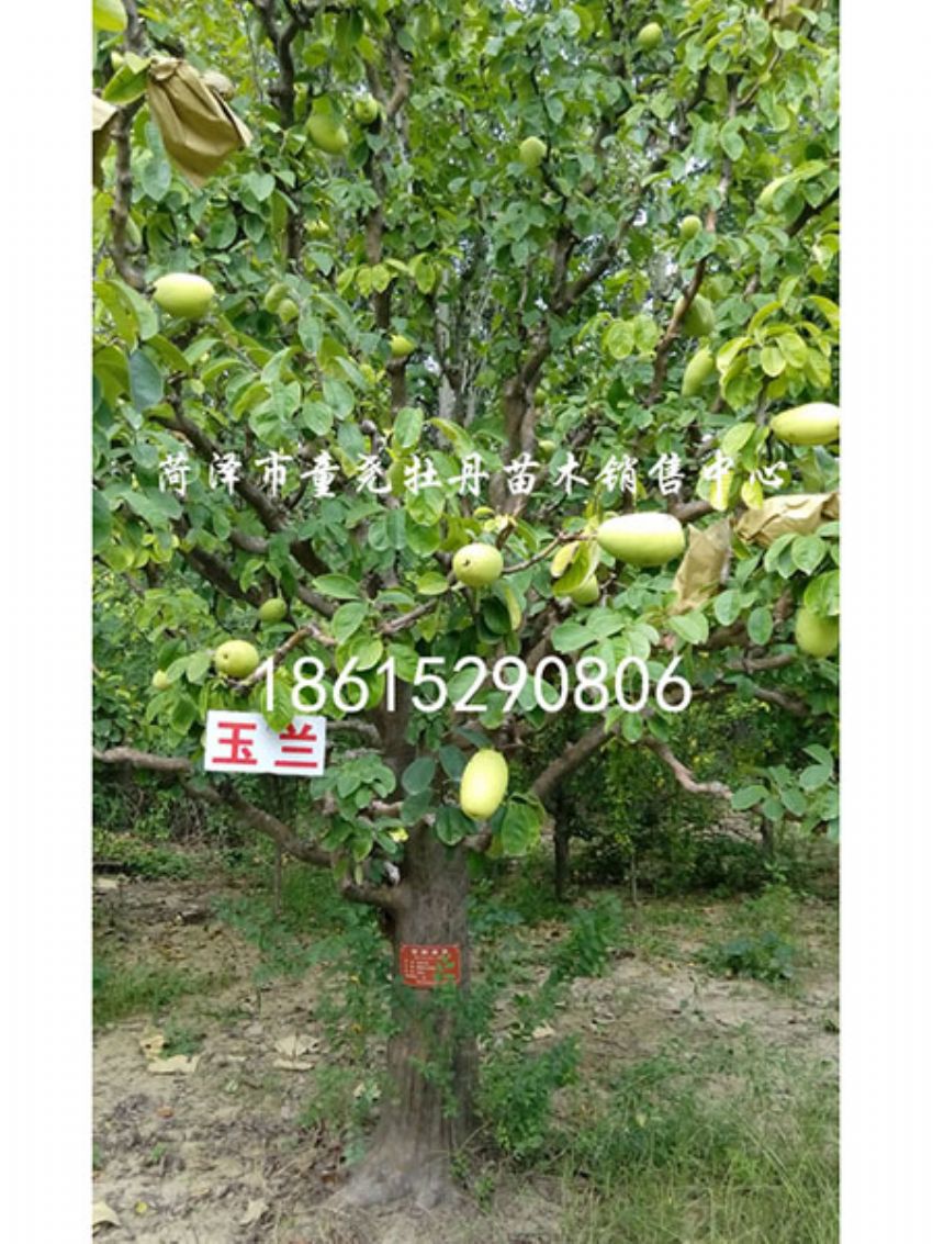 點擊查看詳細信息<br>標題：木瓜樹 閱讀次數：1131