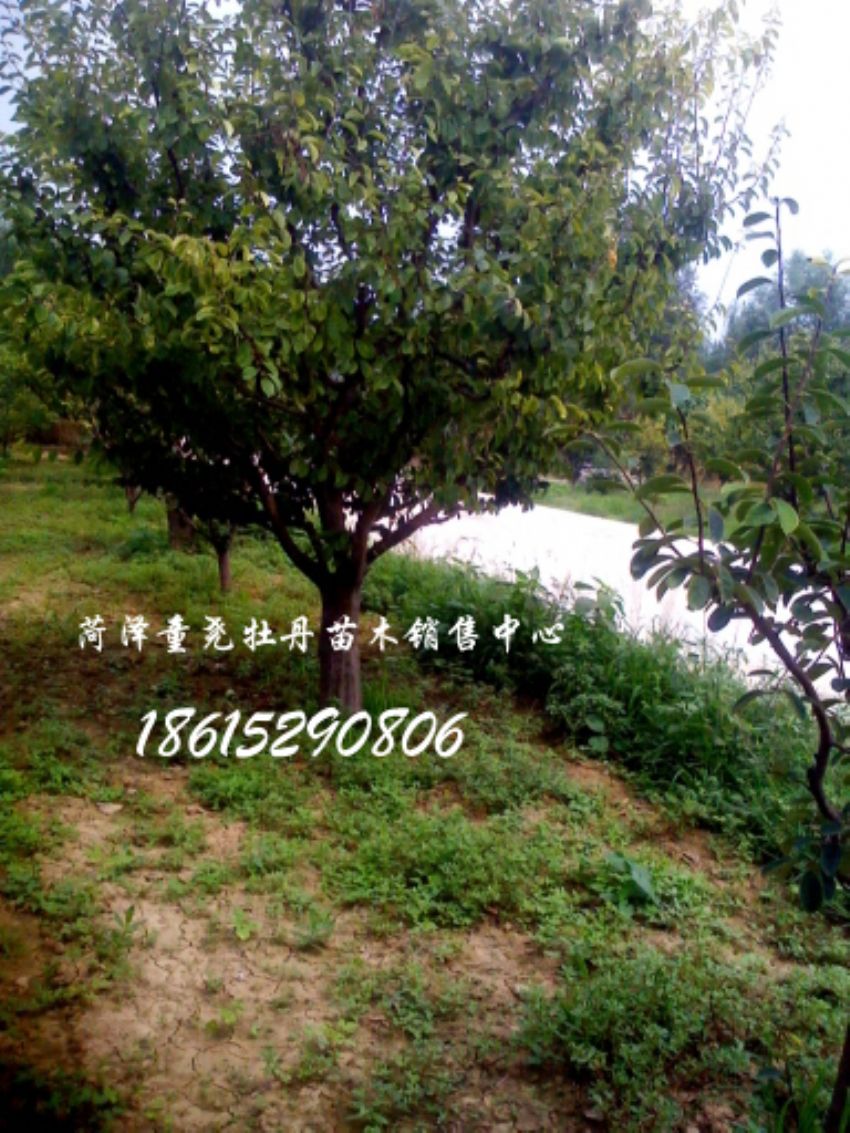 點(diǎn)擊查看詳細(xì)信息<br>標(biāo)題：木瓜樹 閱讀次數(shù)：1448