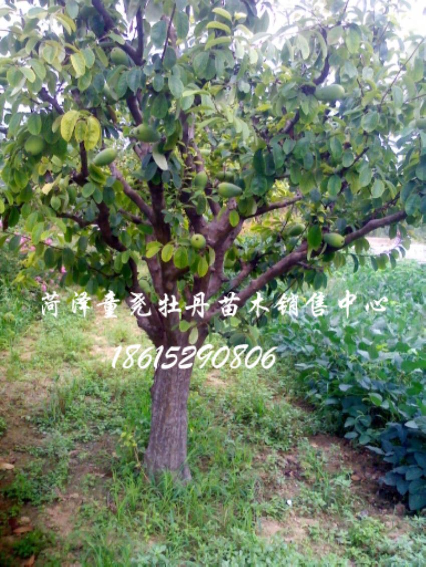 點擊查看詳細信息<br>標題：木瓜樹 閱讀次數：1175
