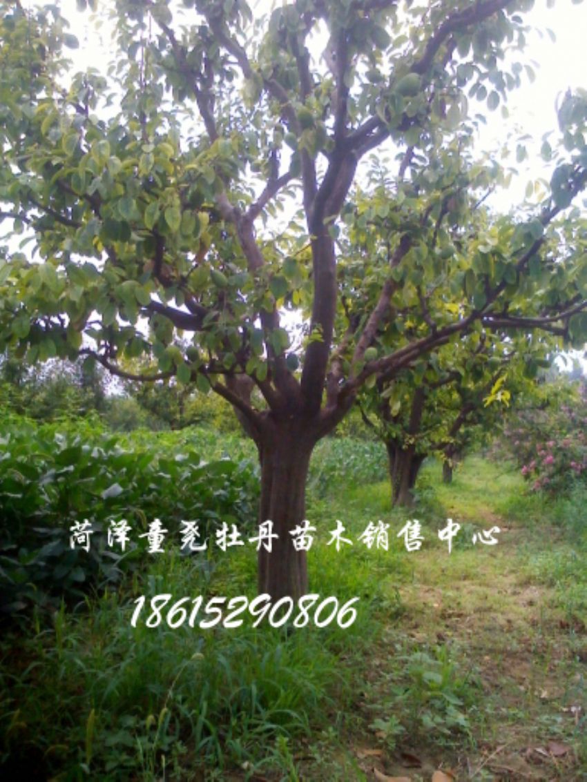 點擊查看詳細信息<br>標題：木瓜樹 閱讀次數：1113