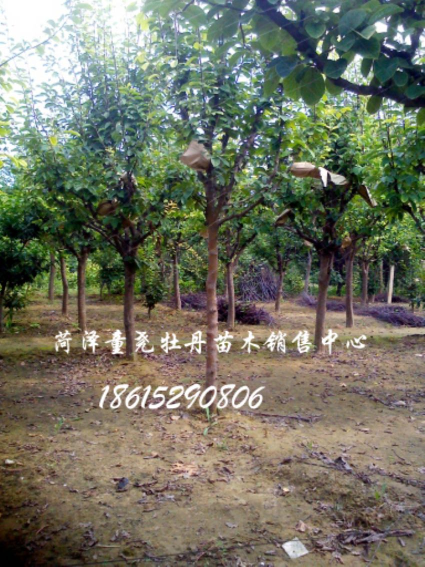 點(diǎn)擊查看詳細(xì)信息<br>標(biāo)題：木瓜基地 閱讀次數(shù)：1506