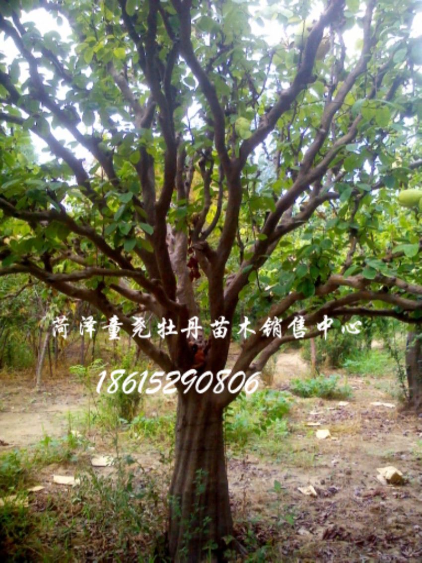 點擊查看詳細信息<br>標題：30公分木瓜樹 閱讀次數：1143