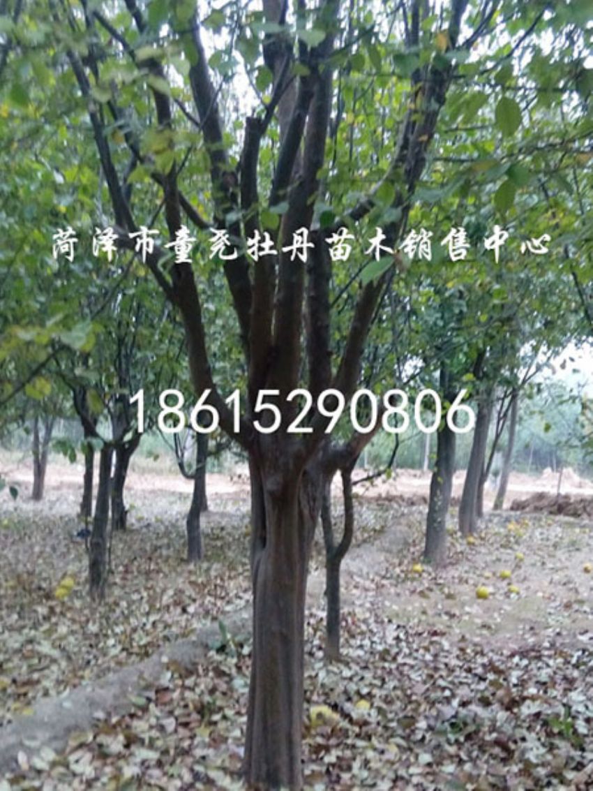 點擊查看詳細信息<br>標題：20公分木瓜樹 閱讀次數：1193