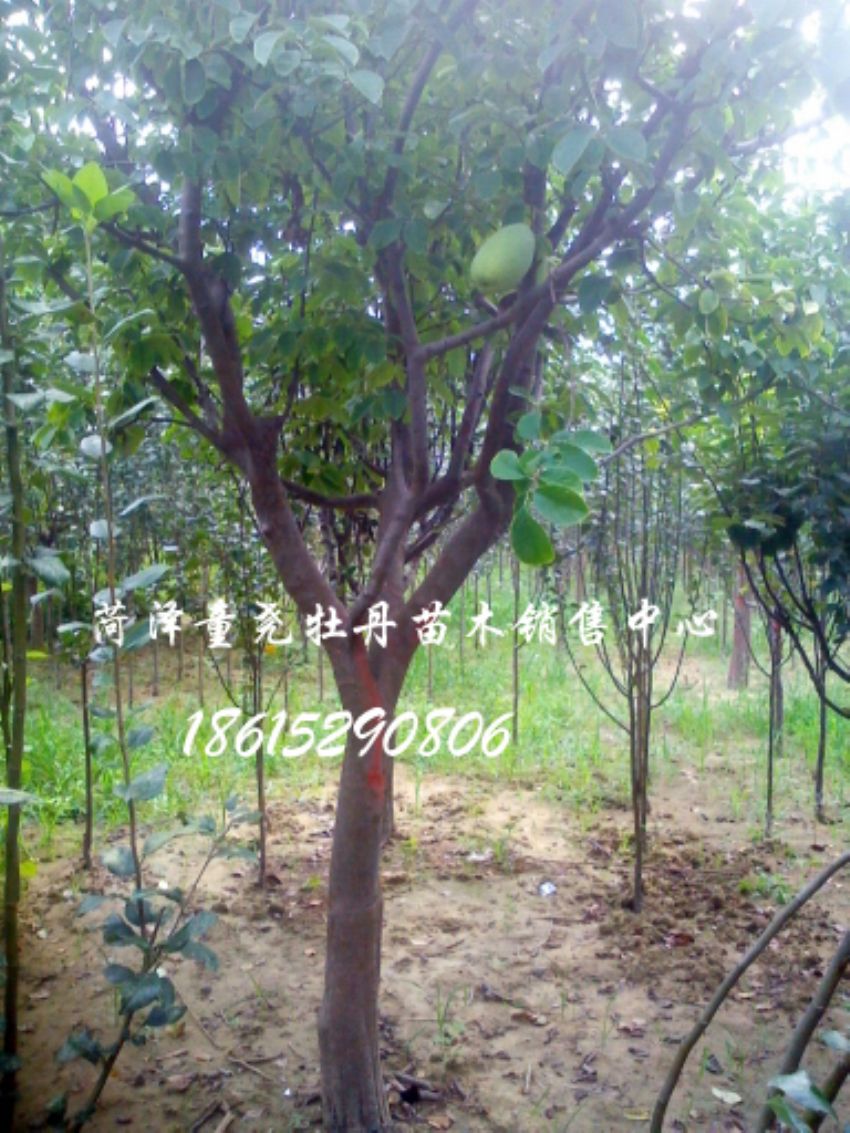 點擊查看詳細信息<br>標題：15公分木瓜樹 閱讀次數：1357