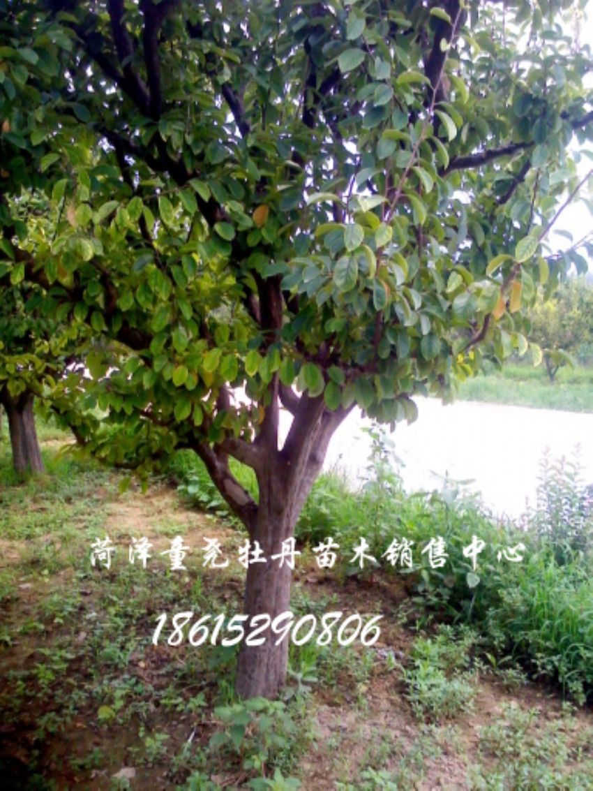 點擊查看詳細信息<br>標題：20公分木瓜樹 閱讀次數：1135