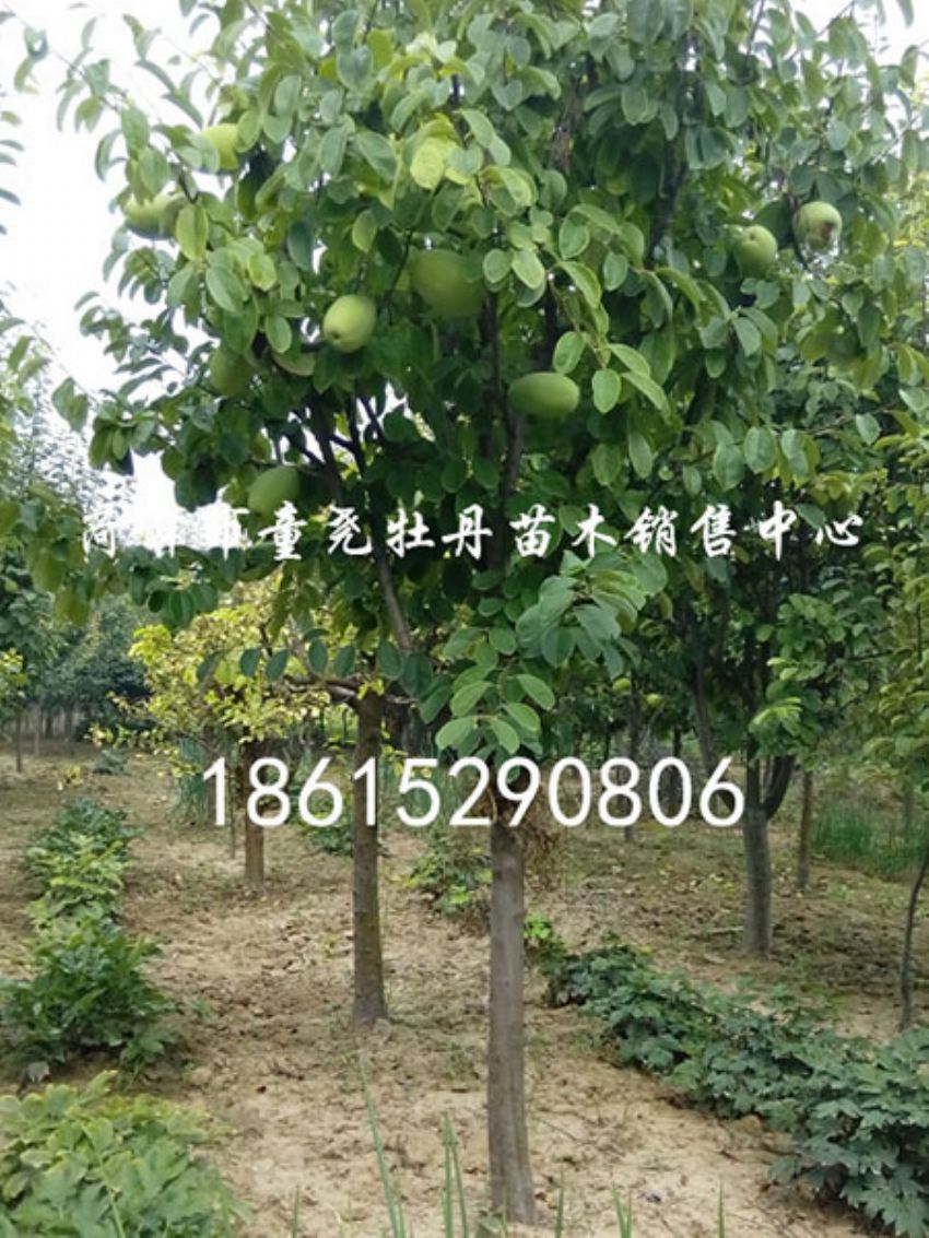 點(diǎn)擊查看詳細(xì)信息<br>標(biāo)題：7公分木瓜樹 閱讀次數(shù)：1204