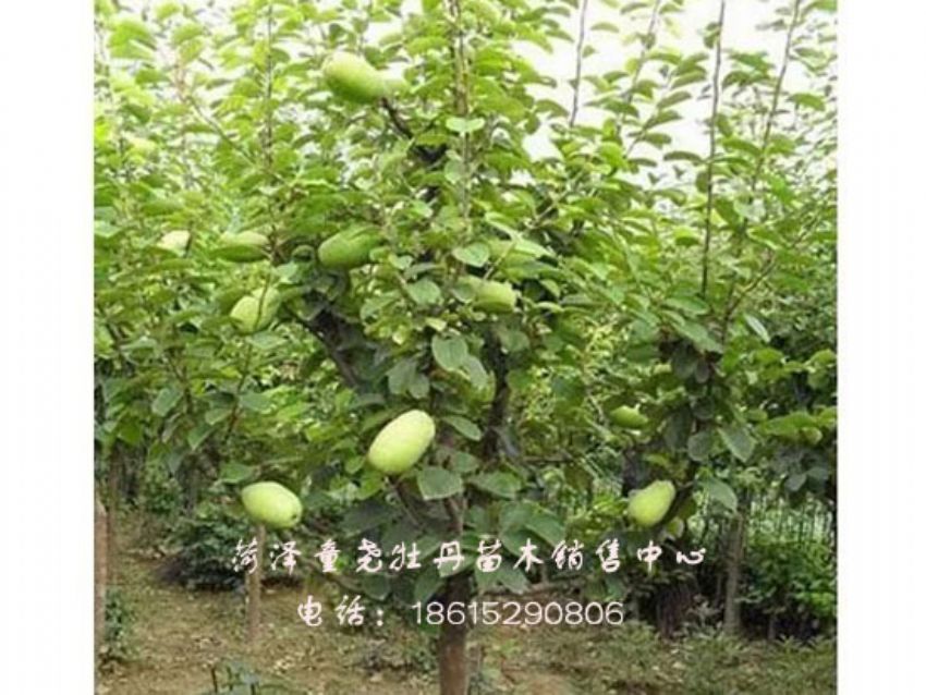 點擊查看詳細信息<br>標題：六公分木瓜樹 閱讀次數：1219