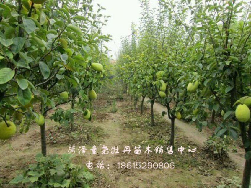 點擊查看詳細信息<br>標題：六公分木瓜樹 閱讀次數：1302