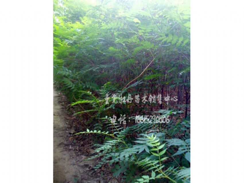 點(diǎn)擊查看詳細(xì)信息<br>標(biāo)題：珍珠梅 閱讀次數(shù)：1215