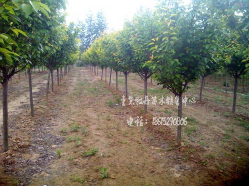 點(diǎn)擊查看詳細(xì)信息<br>標(biāo)題：櫻花 閱讀次數(shù)：1014