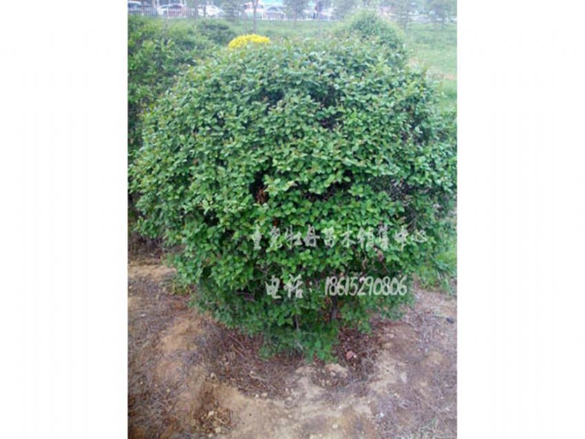 點(diǎn)擊查看詳細(xì)信息<br>標(biāo)題：小葉女貞球 閱讀次數(shù)：1189