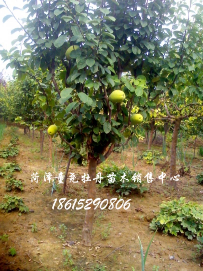 點(diǎn)擊查看詳細(xì)信息<br>標(biāo)題：5公分木瓜樹 閱讀次數(shù)：1238