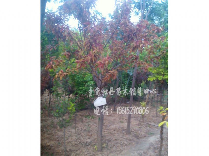 點擊查看詳細信息<br>標題：紅葉碧桃 閱讀次數：932