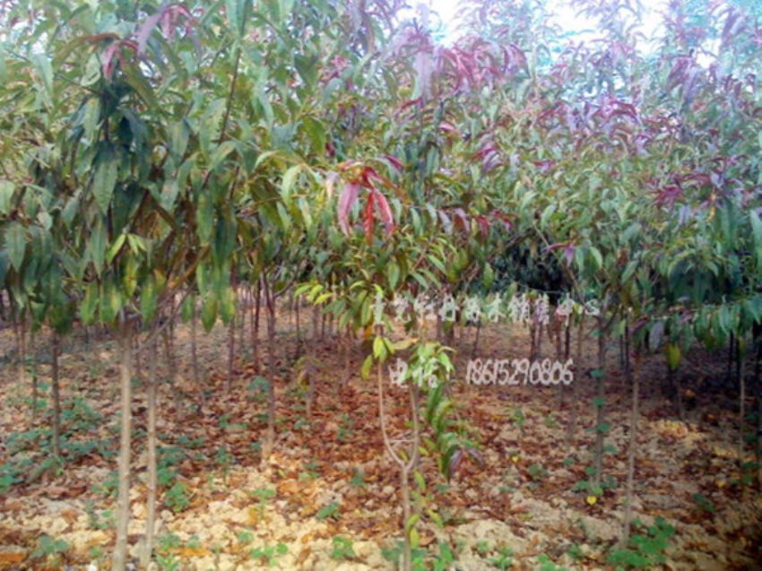 點擊查看詳細信息<br>標題：紅葉碧桃 閱讀次數：954