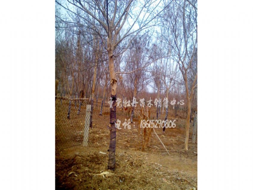 點擊查看詳細信息<br>標題：高桿百日紅 閱讀次數：1008