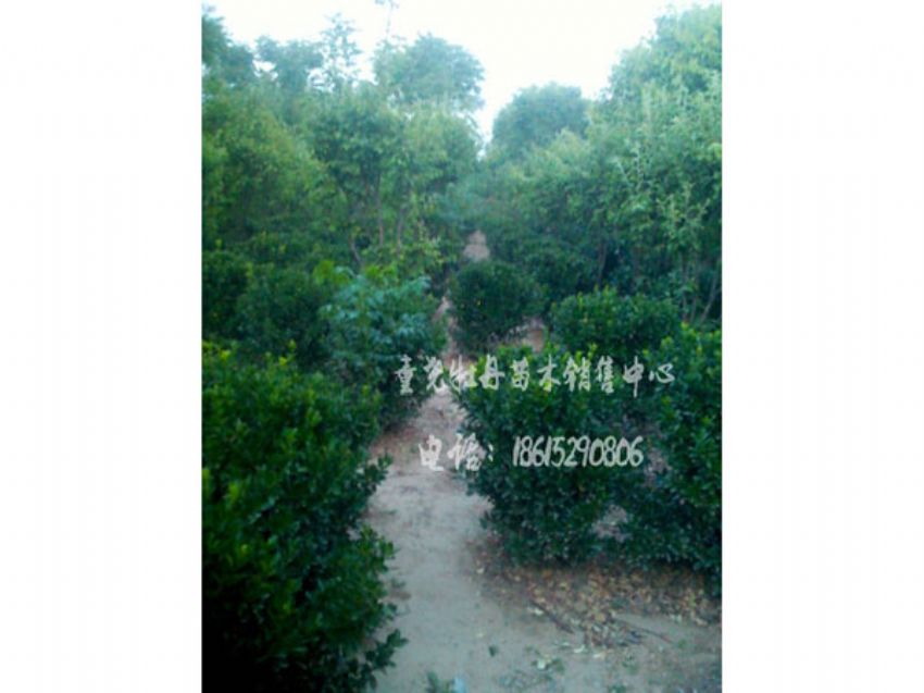 點擊查看詳細信息<br>標(biāo)題：冬青球 閱讀次數(shù)：1578