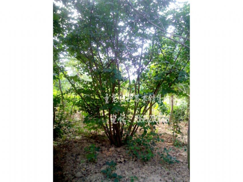 點擊查看詳細信息<br>標(biāo)題：叢生紫薇 閱讀次數(shù)：1458