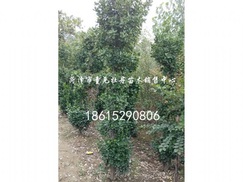 點擊查看詳細信息<br>標(biāo)題：北海道黃楊 閱讀次數(shù)：1506