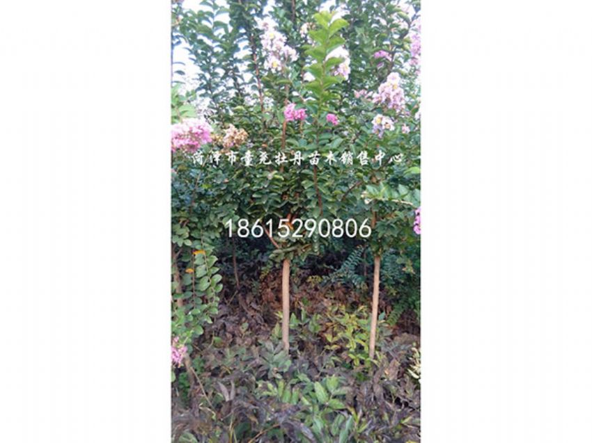 點擊查看詳細信息<br>標(biāo)題：百日紅 閱讀次數(shù)：1519