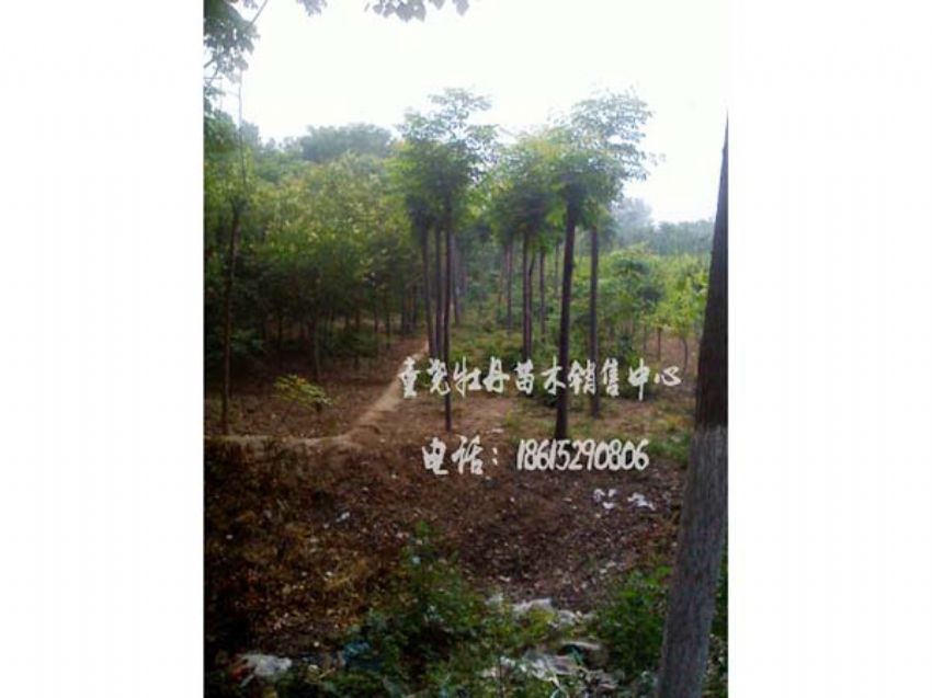 點擊查看詳細(xì)信息<br>標(biāo)題：欒樹 閱讀次數(shù)：1004