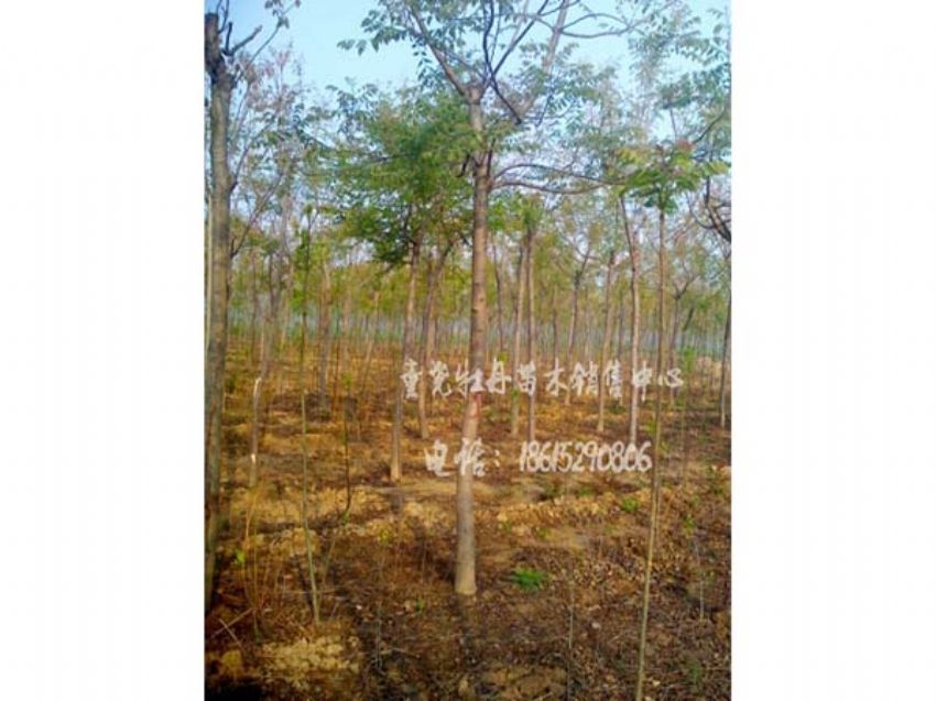 點擊查看詳細(xì)信息<br>標(biāo)題：北欒 閱讀次數(shù)：953