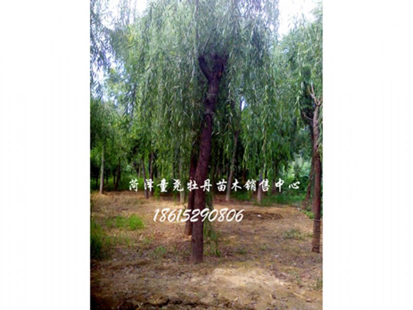 點擊查看詳細信息<br>標題：垂柳 閱讀次數：1423