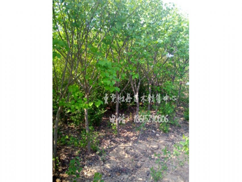 點擊查看詳細信息<br>標題：丁香 閱讀次數：1048