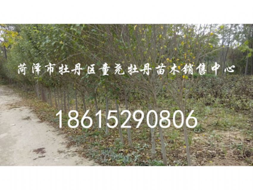 點擊查看詳細信息<br>標題：木槿 閱讀次數：1434