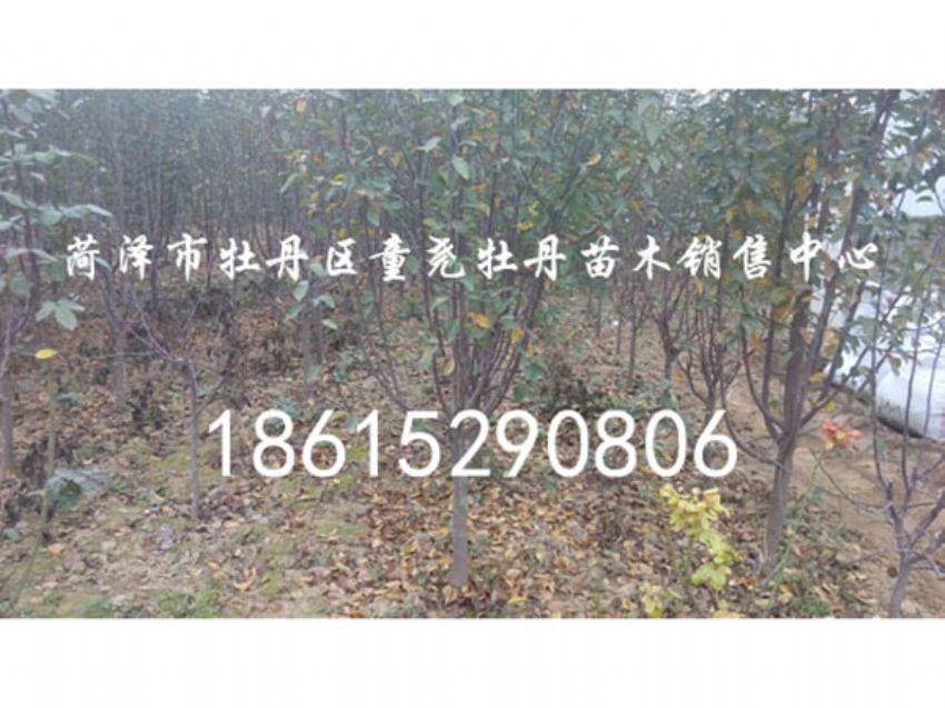 點(diǎn)擊查看詳細(xì)信息<br>標(biāo)題：北美海棠 閱讀次數(shù)：934
