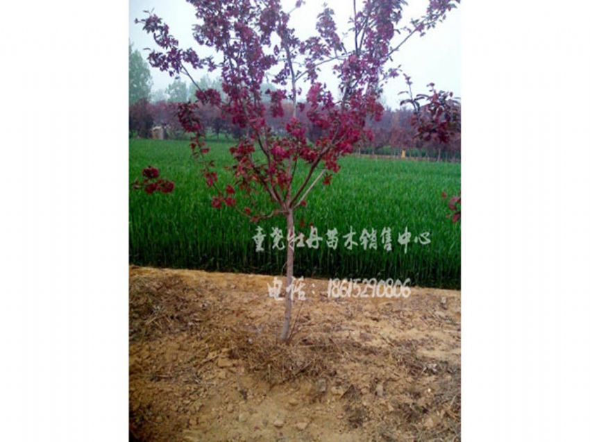 點(diǎn)擊查看詳細(xì)信息<br>標(biāo)題：紅寶石海棠 閱讀次數(shù)：942