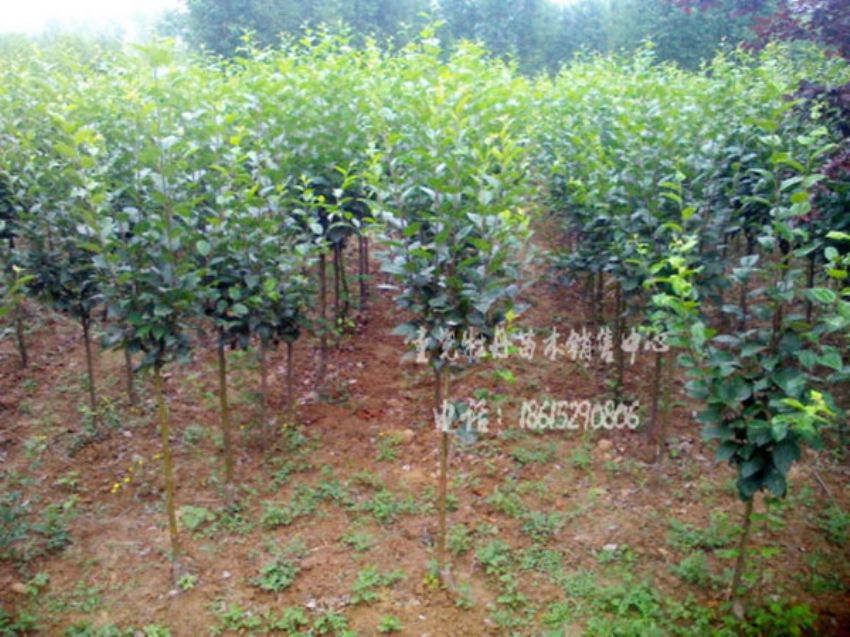 點(diǎn)擊查看詳細(xì)信息<br>標(biāo)題：梨花海棠 閱讀次數(shù)：929