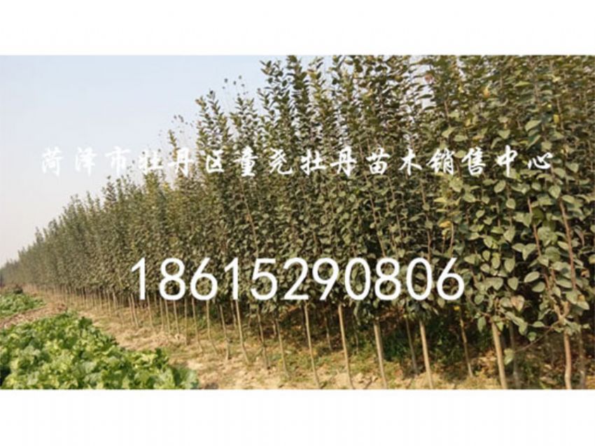點(diǎn)擊查看詳細(xì)信息<br>標(biāo)題：西府海棠 閱讀次數(shù)：1007