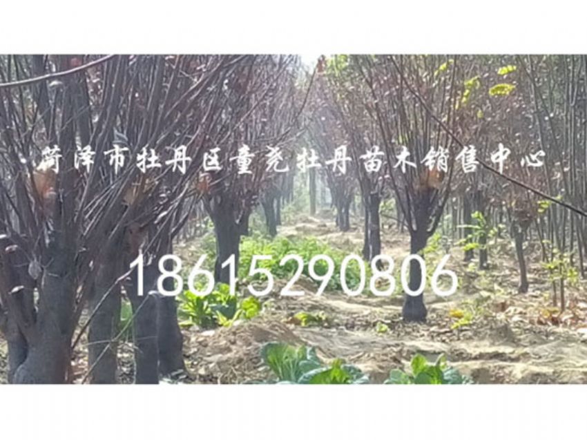 點擊查看詳細信息<br>標題：紅葉李 閱讀次數：934