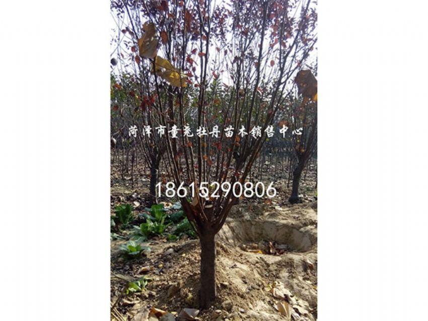 點擊查看詳細信息<br>標題：紅葉李 閱讀次數：923