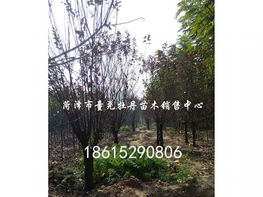 點擊查看詳細信息<br>標題：紅葉李 閱讀次數：1039