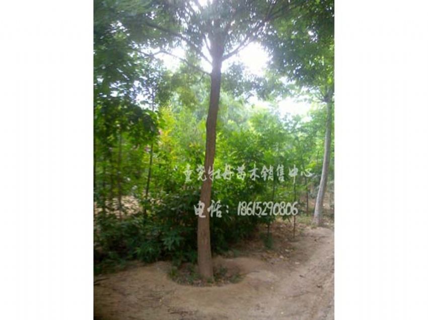點擊查看詳細信息<br>標題：國槐 閱讀次數：986