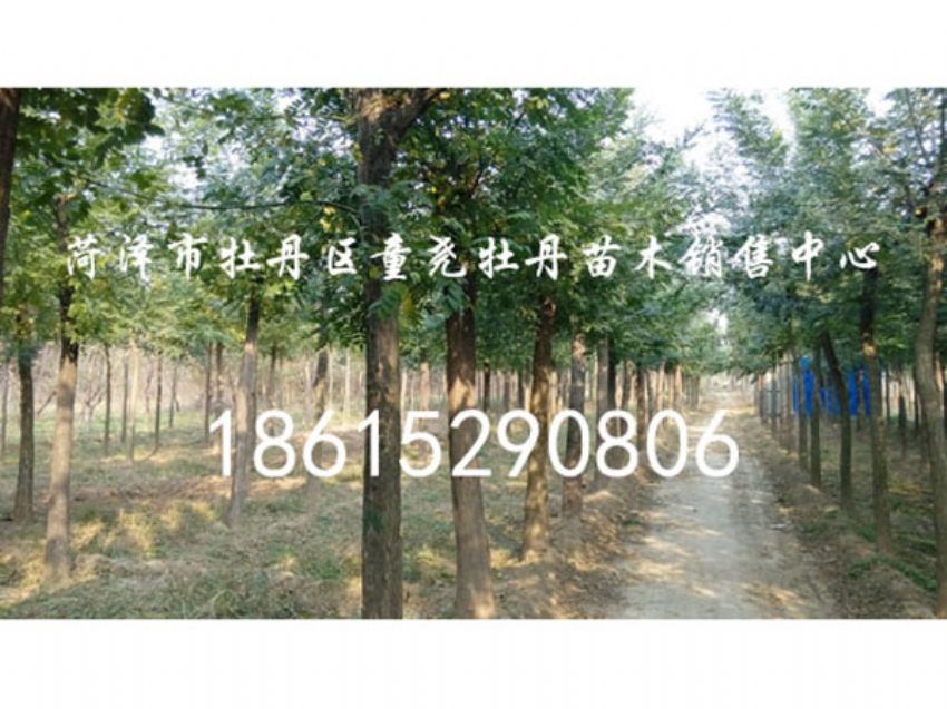 點擊查看詳細信息<br>標題：國槐 閱讀次數：1446