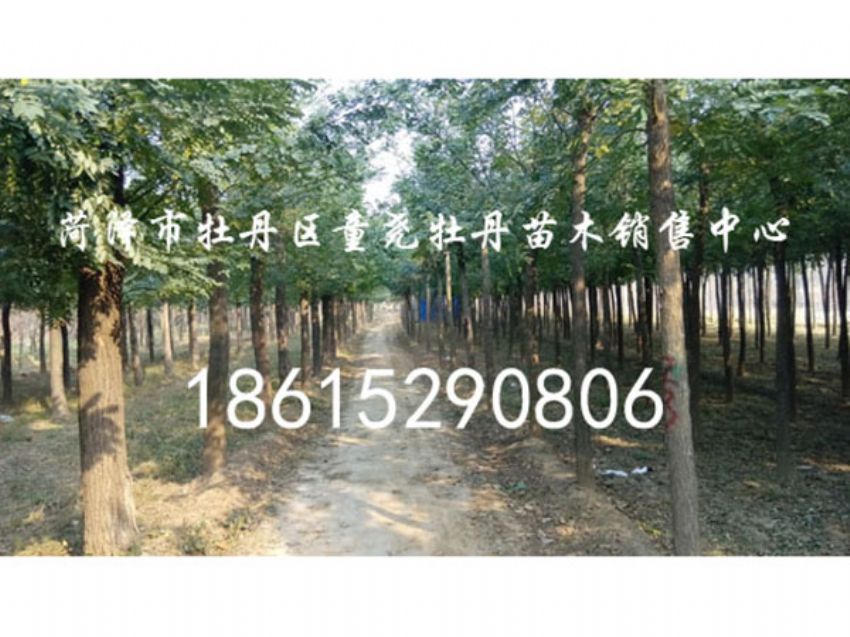 點擊查看詳細信息<br>標題：國槐 閱讀次數：1471
