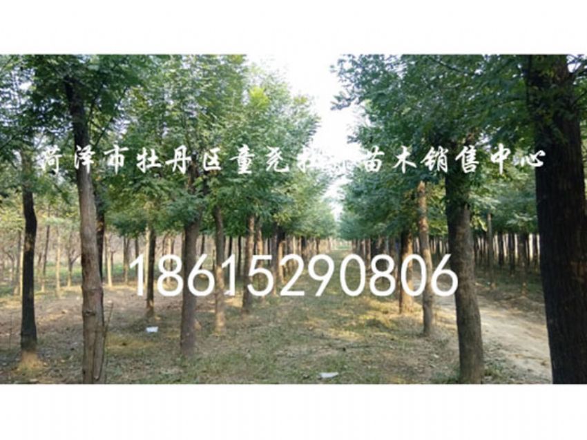 點擊查看詳細信息<br>標題：國槐 閱讀次數：884