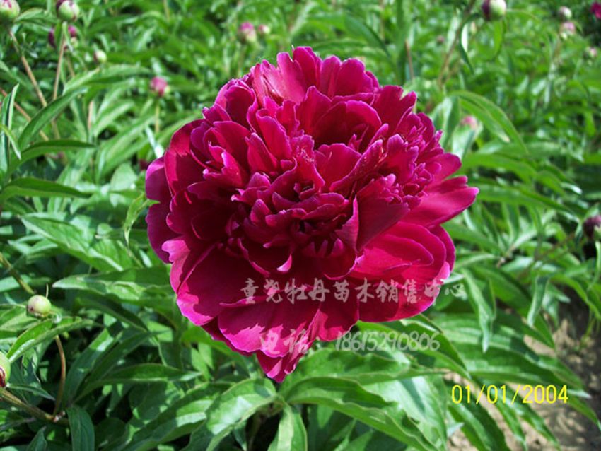 點擊查看詳細信息<br>標題：多葉紫 閱讀次數(shù)：1481