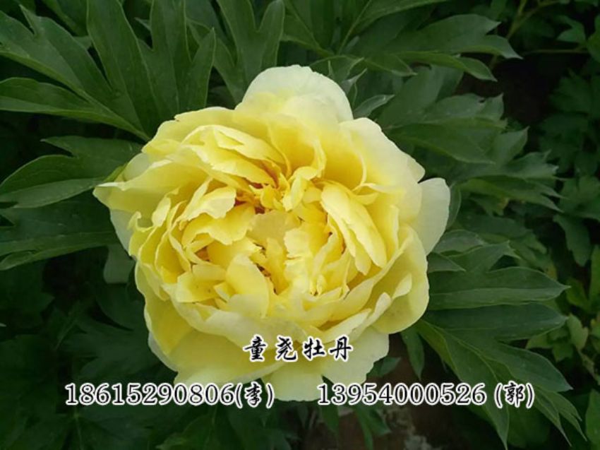 點擊查看詳細信息<br>標題：黃色芍藥 閱讀次數：2885