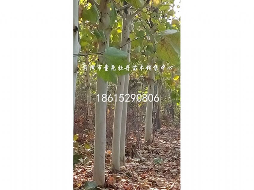 點擊查看詳細信息<br>標題：法桐 閱讀次數：959
