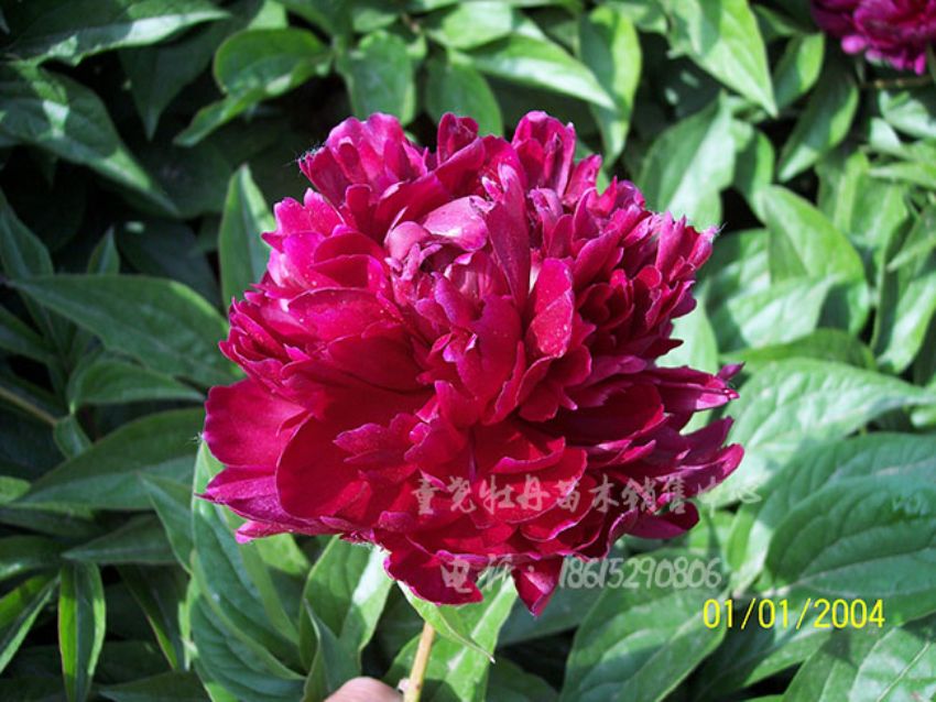點(diǎn)擊查看詳細(xì)信息<br>標(biāo)題：墨紫綾 閱讀次數(shù)：1551