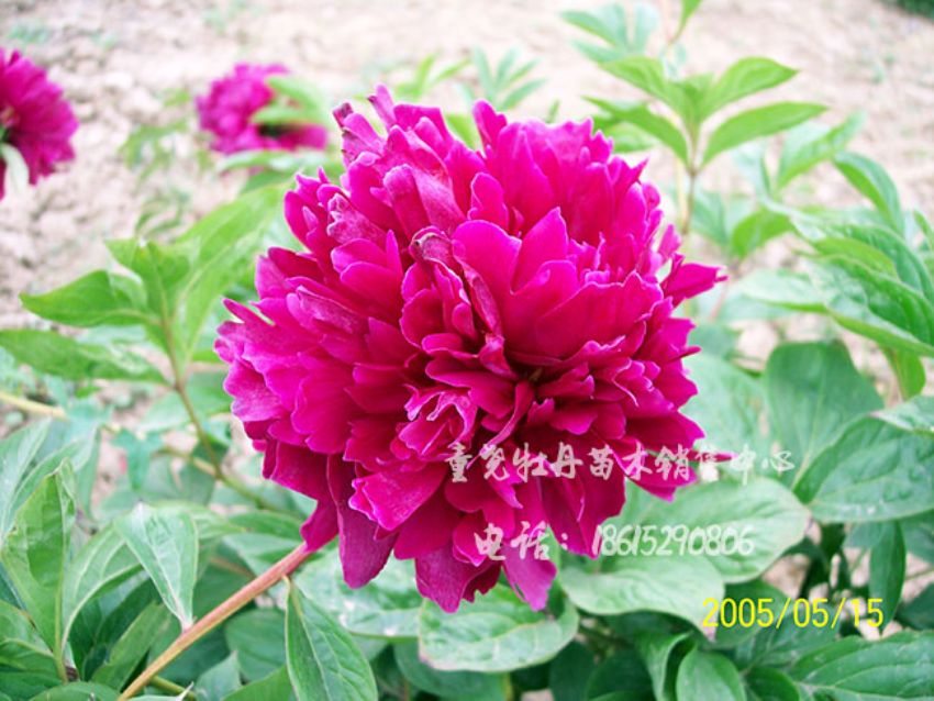 點(diǎn)擊查看詳細(xì)信息<br>標(biāo)題：黑繡球 閱讀次數(shù)：1527