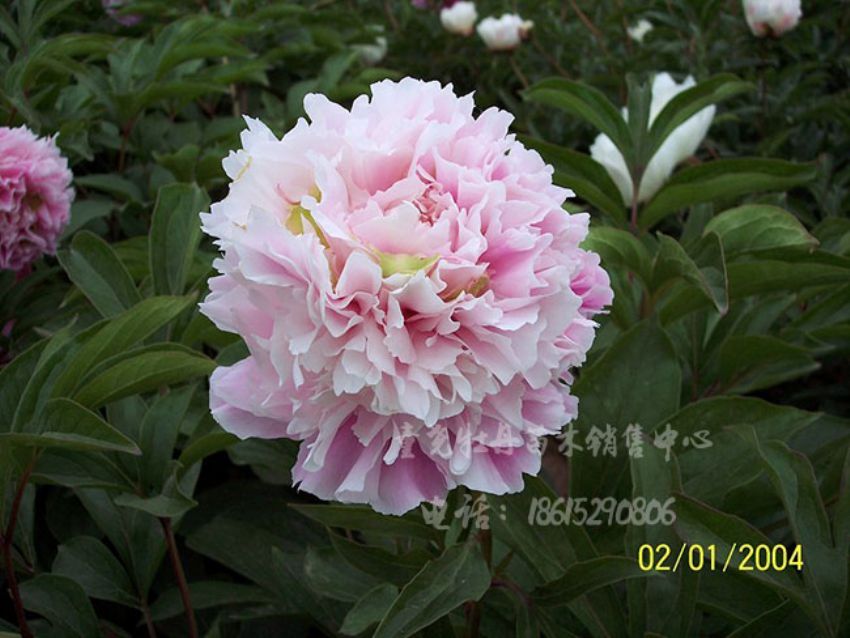 點擊查看詳細信息<br>標題：粉池滴翠 閱讀次數：1546