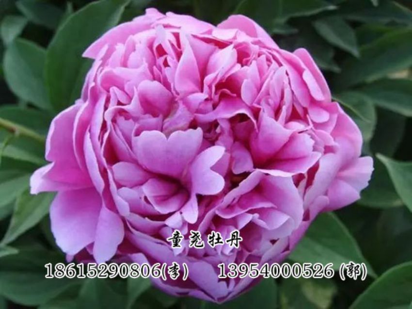 點(diǎn)擊查看詳細(xì)信息<br>標(biāo)題：藍(lán)色芍藥 閱讀次數(shù)：1762