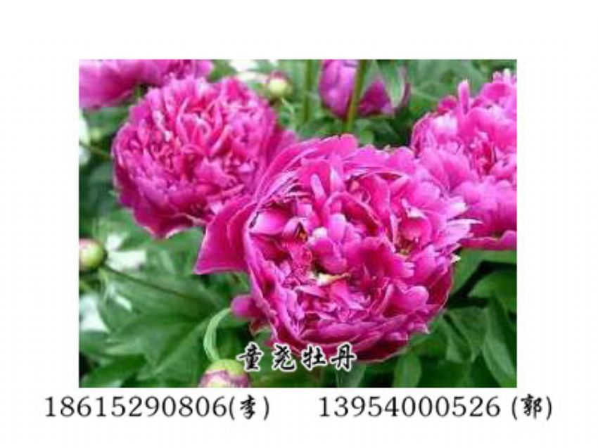點(diǎn)擊查看詳細(xì)信息<br>標(biāo)題：藍(lán)色芍藥 閱讀次數(shù)：1885