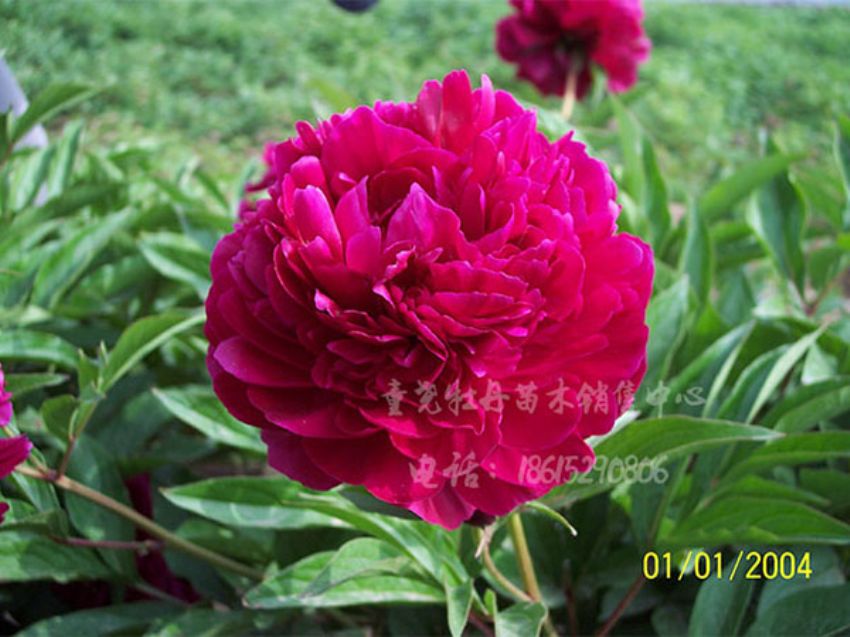 點(diǎn)擊查看詳細(xì)信息<br>標(biāo)題：遍地紅 閱讀次數(shù)：1391