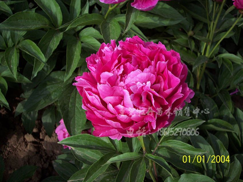 點(diǎn)擊查看詳細(xì)信息<br>標(biāo)題：大富貴 閱讀次數(shù)：1732